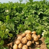 Šta učiniti ako su vrhovi krompira visoki